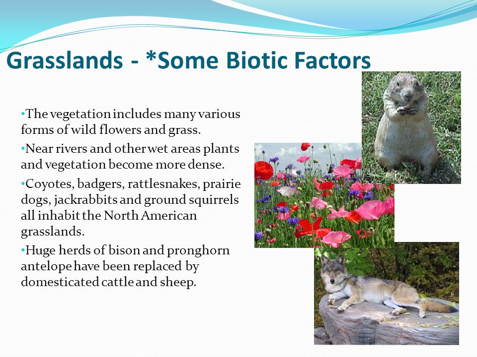 Biotic and Abiotic Factors Influence on Ecosystems